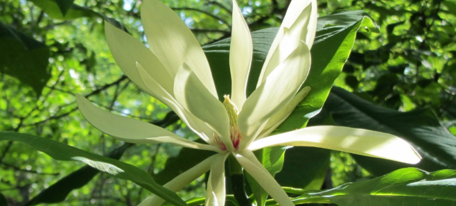 Jedna z najpiękniejszych odmian cudownej magnolii