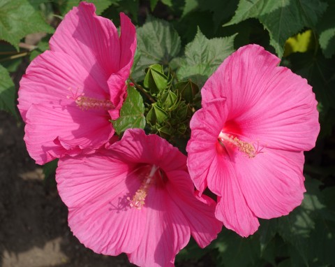 Zimowanie hibiskusa bagiennego. Co robić, żeby przetrwał w ogrodzie do wiosny?