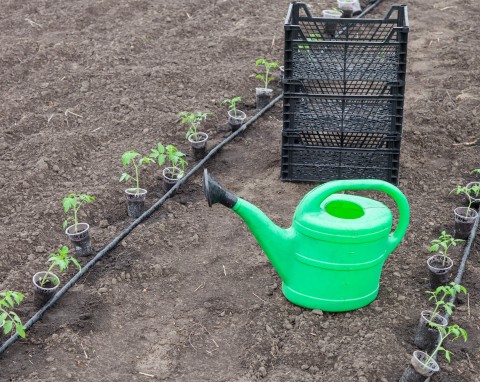 Naturalny nawóz do sadzonek pomidorów. Łodygi będą grube, a korzenie silne i zdrowe