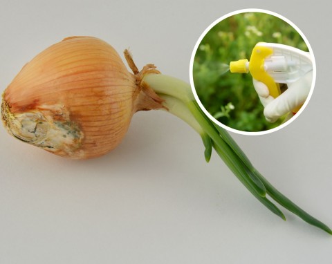 Śmietka cebulanka - groźny szkodnik cebuli. Najlepsze naturalne sposoby na zwalczanie śmietki