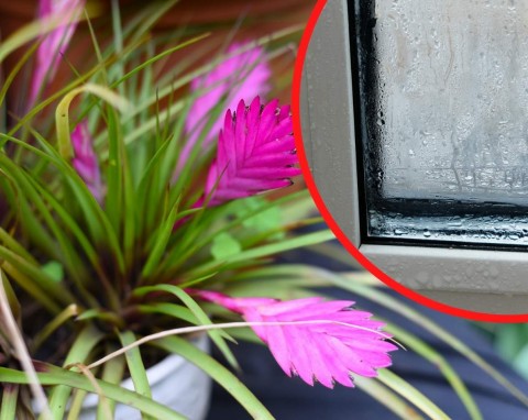 Oplątwa – urocza roślina, która przydaje się w zimie. Jak o nią dbać?
