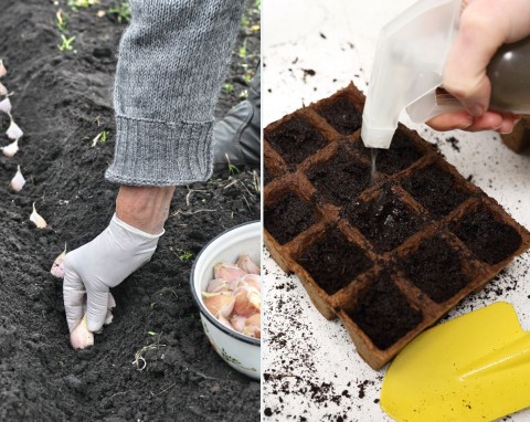 Posadź i zasiej w styczniu. Kalendarz ogrodnika – co sadzić w styczniu?