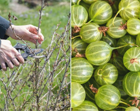 Cięcie agrestu - kiedy i jak przycinać krzewy agrestu, aby mieć dorodne owoce?