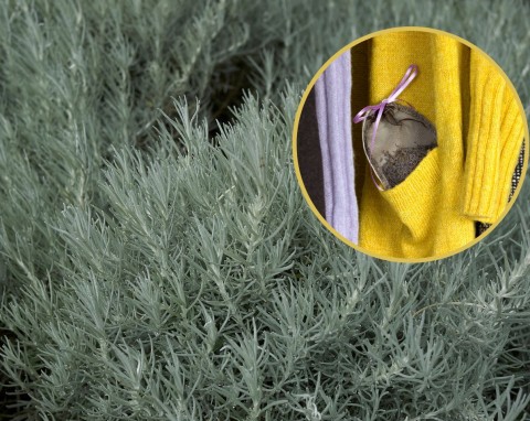 Odstrasza mole i... podkręca smak drobiu. Kocanki włoskie – uprawa w doniczce