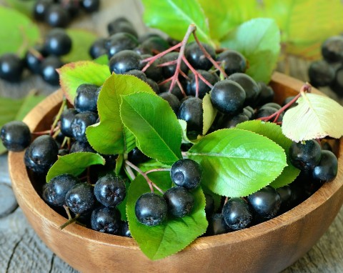 Apteka w ogrodzie: Aronia - uprawa i pielęgnacja
